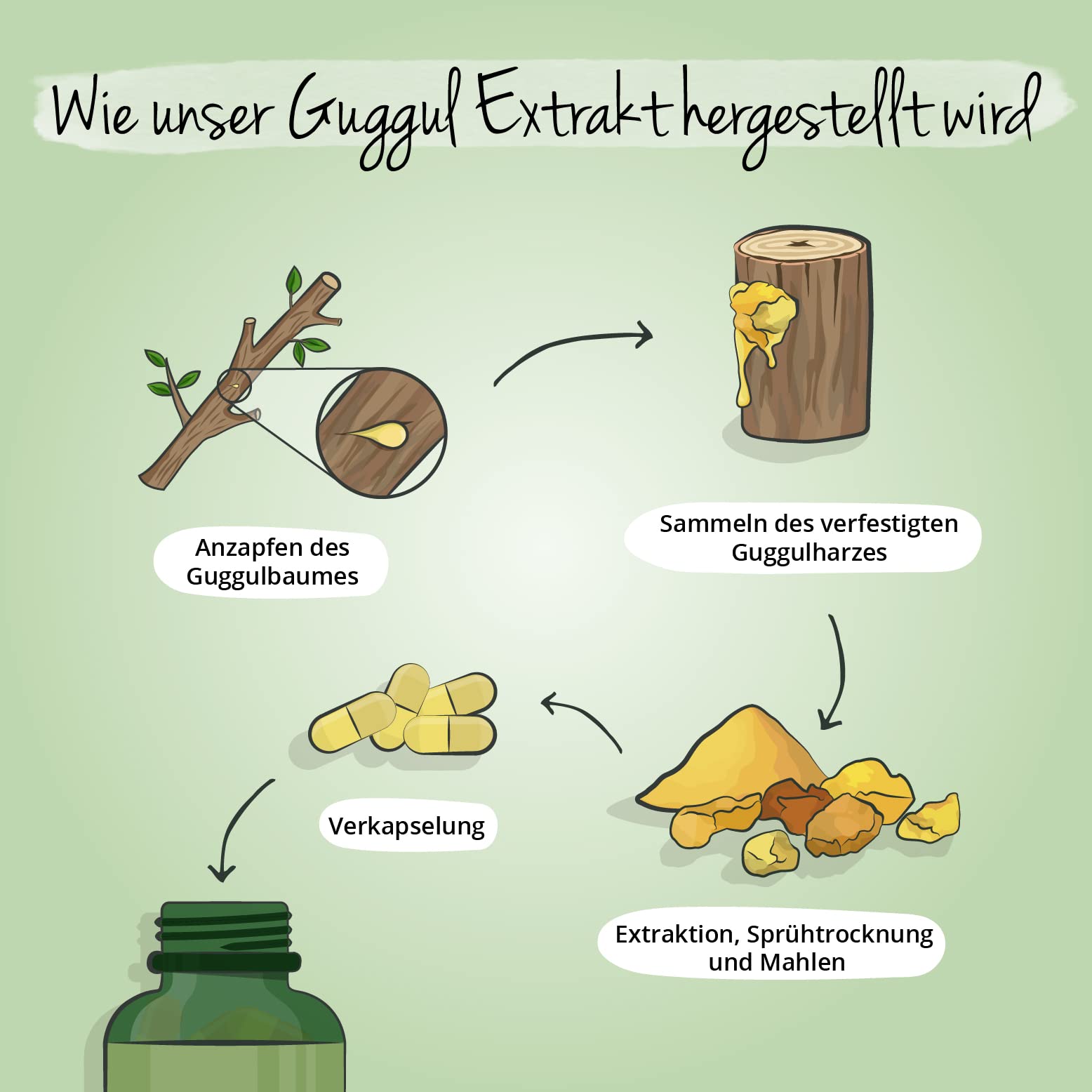 Vegavero Guggul Kapseln Ayurveda hochdosiert (120 vegane Kapseln) - 500 mg Extrakt (15:1) mit 5% Guggulsteronen - Commiphora Mukul Harz aus Indien - 4 Monate Vorrat - Laborgeprüft