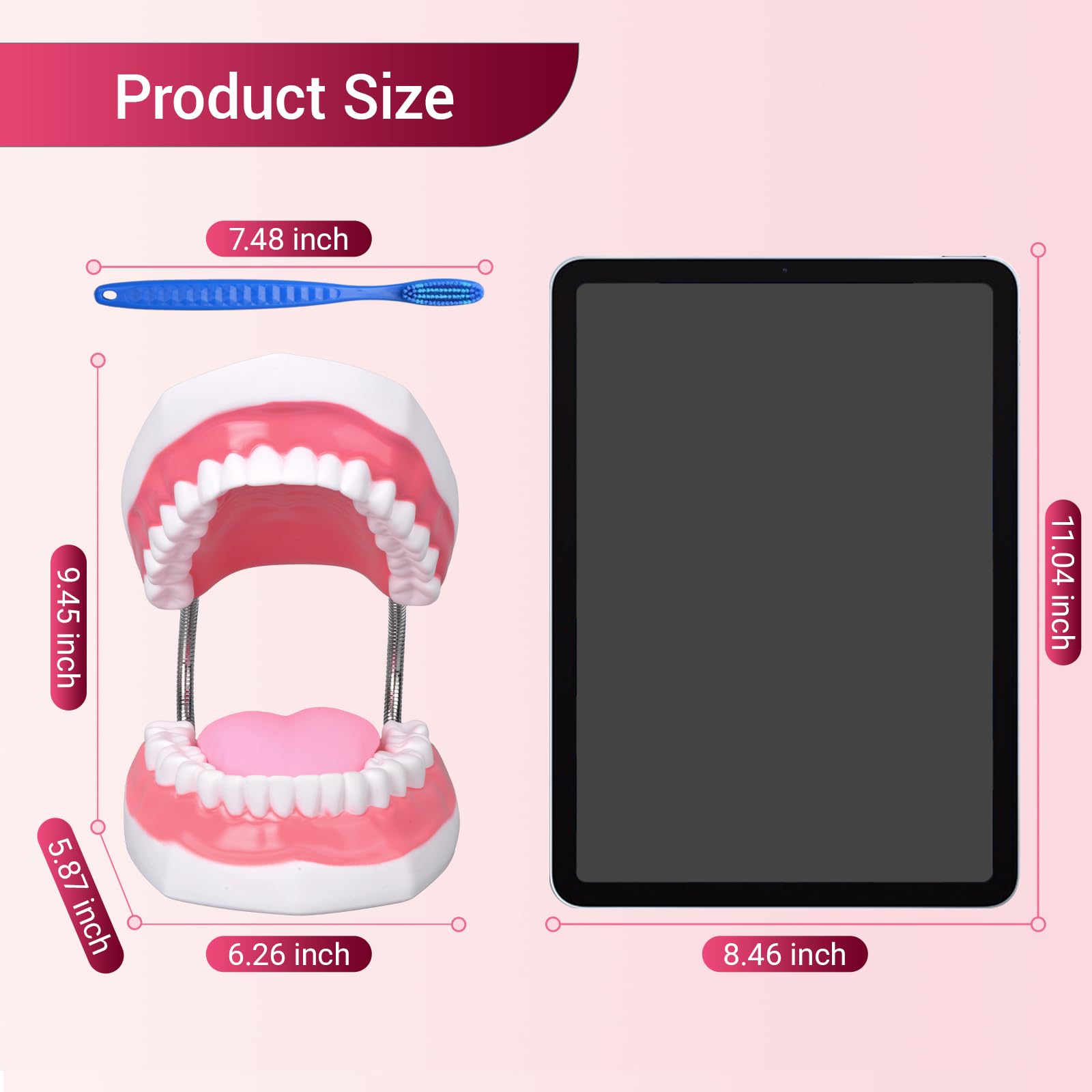 Ultrassist Magnum Dental Model, ingrandito 6 volte di dimensioni standard, per formazione dentale e linguistica; include spazzolino da denti e accessori per l'istruzione dentale abbinati