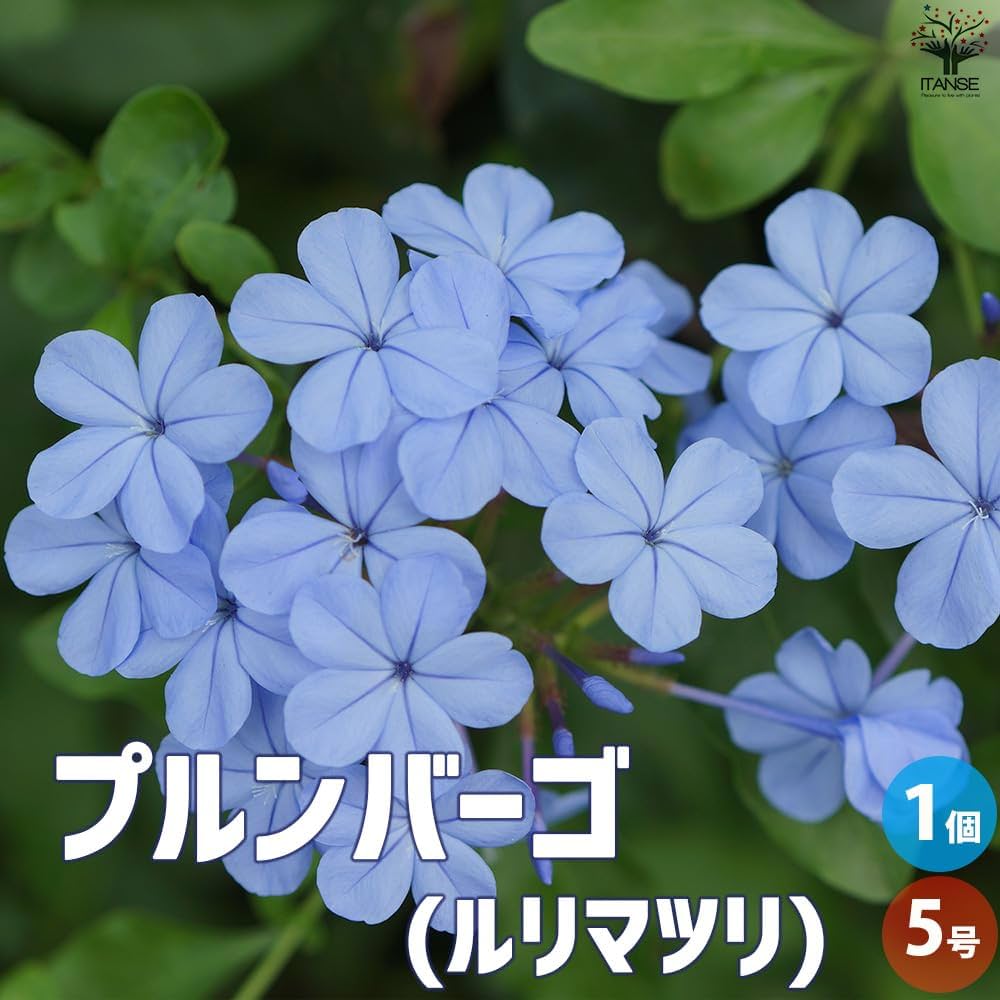 61imHTvx2WL._AC_UF1000,