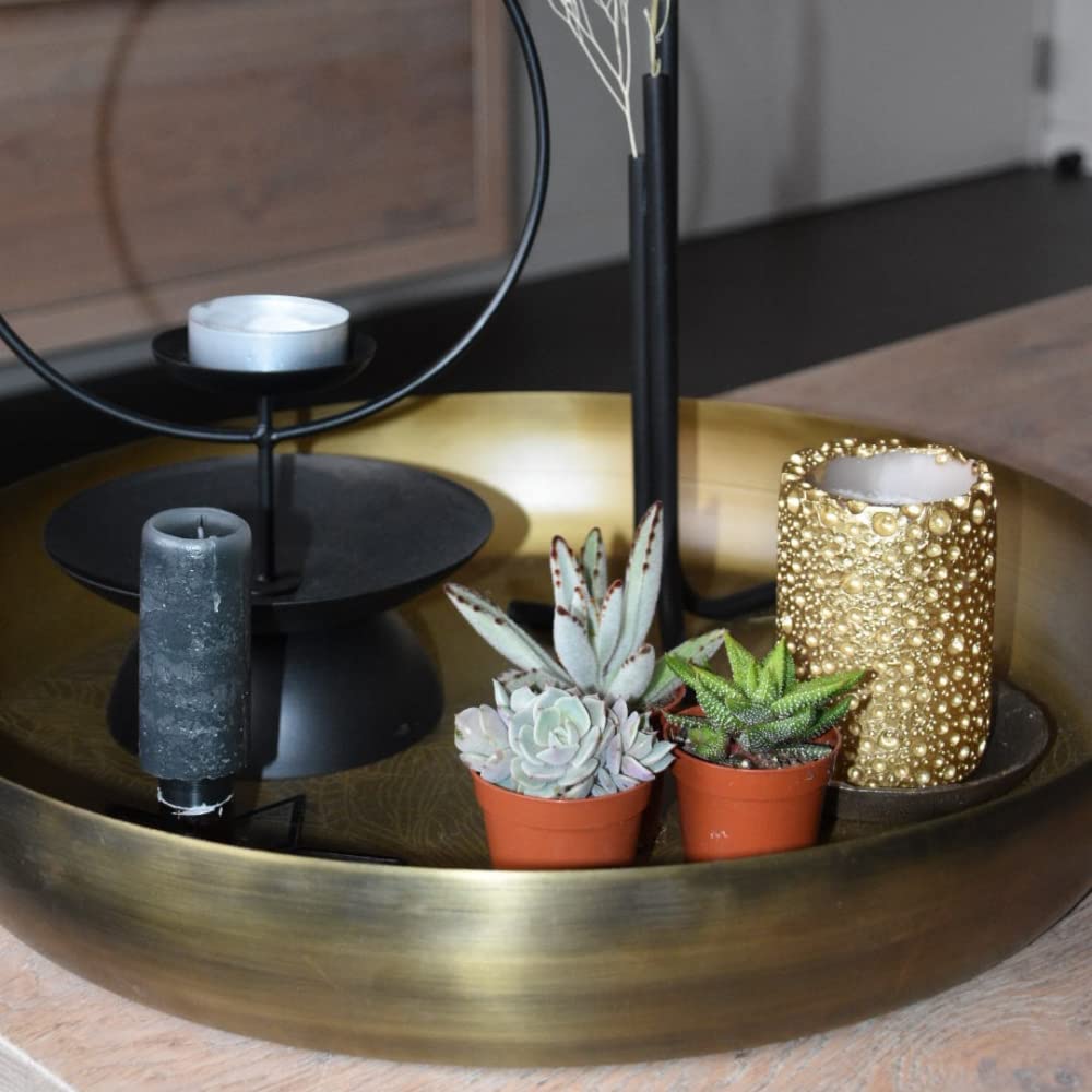 Mini Sukkulenten Mix im Ø 5.5 cm Pflanztopf - 30 Stück - Succulenten Fettpflanzen Zimmerpflanze Kakteen Kaktus - Höhe: 5-10 cm