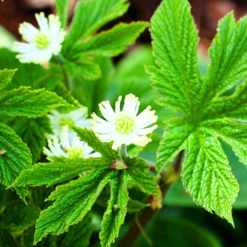 Miniatura 2 de 10 raíces de sello de oro, raíces de hierbas de sello de oro, planta prenal de sello de oro raíces desnudas para plantar