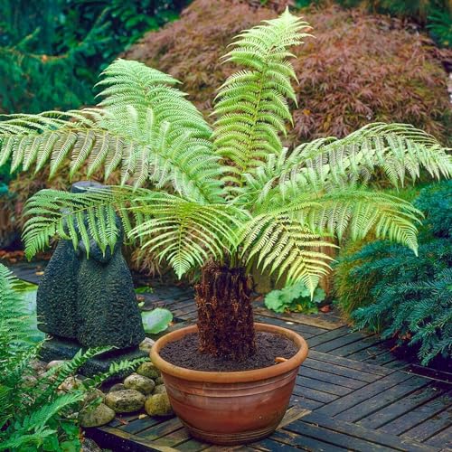 Carbeth Plants Tree Fern Plant in 17cm Pot - Dicksonia Antarctica
