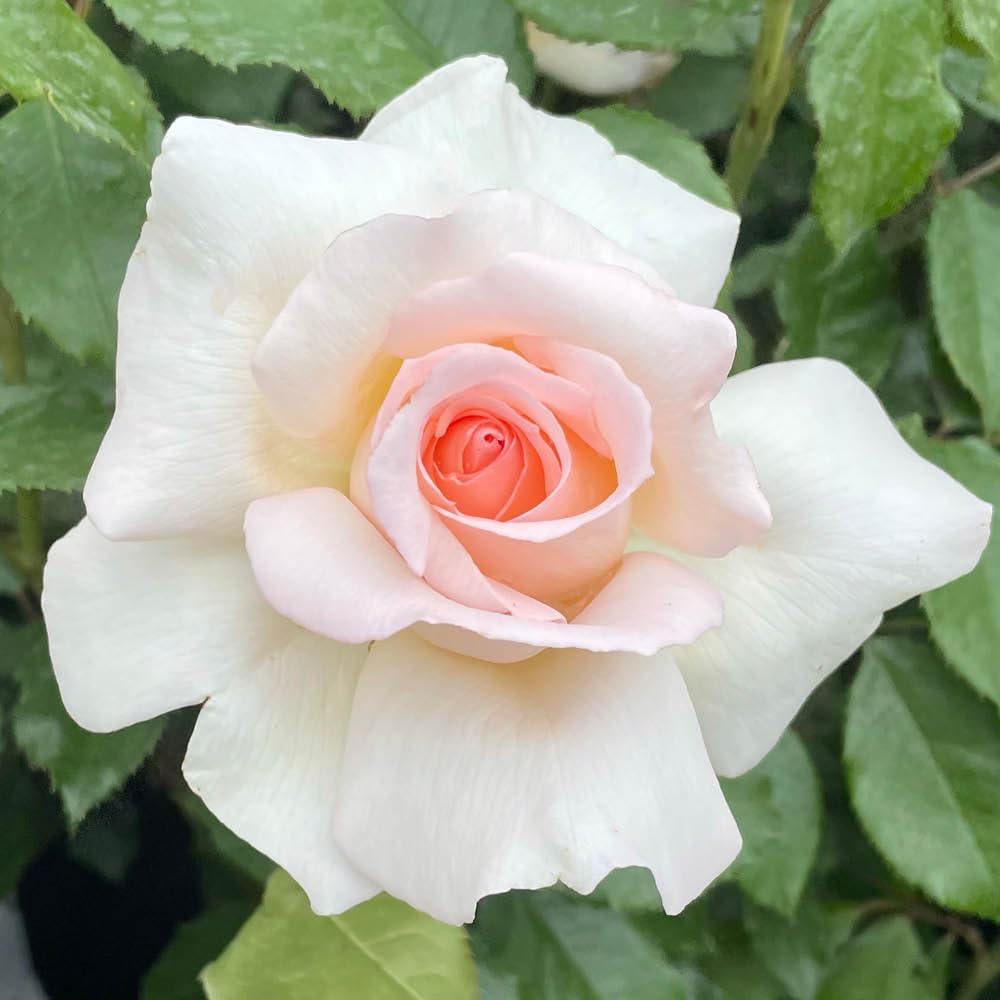 Yougarden Apricot, Pink Harkness Rose 'Platinum 70Th Wedding' ®, Established Rose In 4 Litre Pot, Ready To Plant