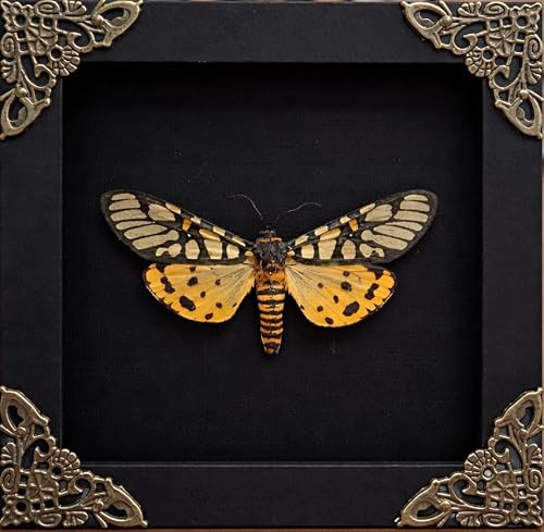 Real Arctiine Tiger Moth 4.7" Frame Taxidermy Dark Academia Gift K12-124-DE