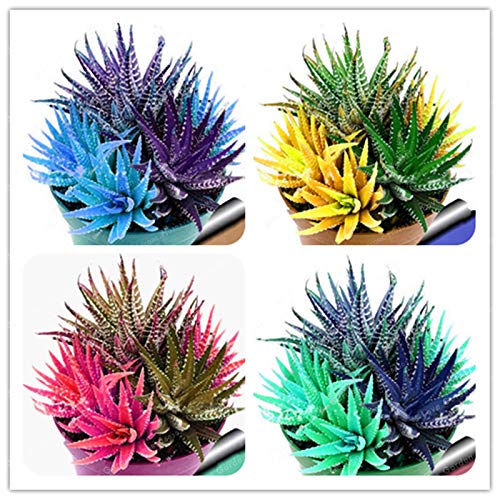 . 100 Pz Colorful Cactus Rebutia Varietà mix esotico di fioritura Cactus Rare Cactus Aloe bonsai mini pianta dell'ufficio Succulente Bonsai: 6: Only Seeds - Afbeelding 3