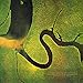 The Serpent's Egg (Remastered)