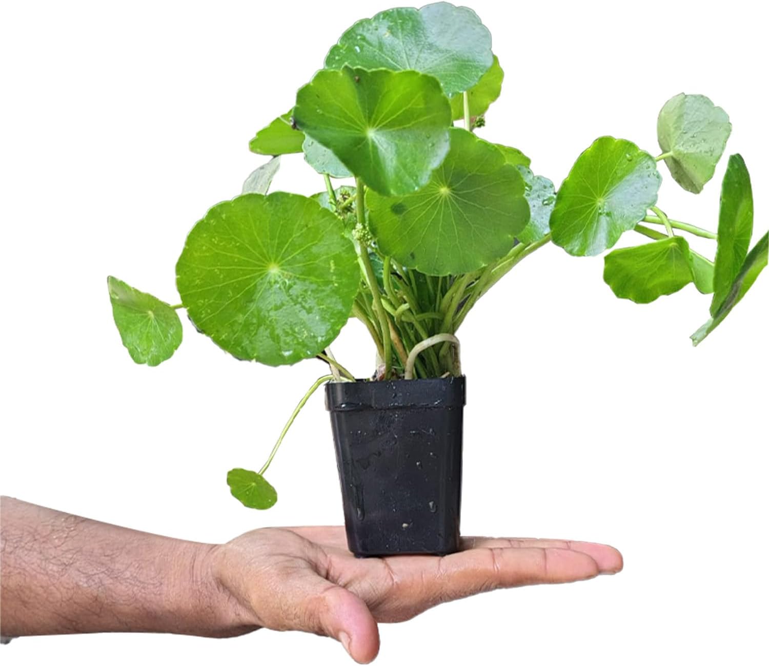 Chinese Money Plant/Lucky Air Purifying Hanging Plant for Office Desk, Balcony, Bedroom, Living Room & Gifting, Natural Indoor Decor