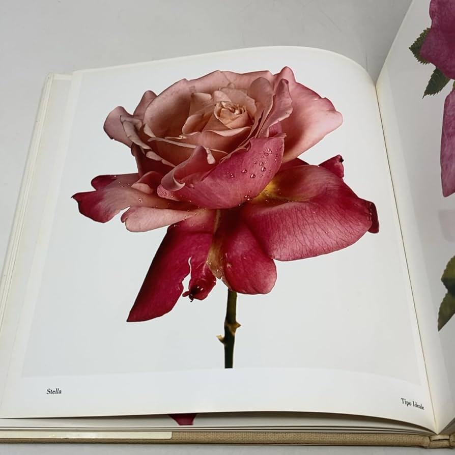 Flowers: Amazon.co.uk: Penn, Irving: 9780517540749: Books
