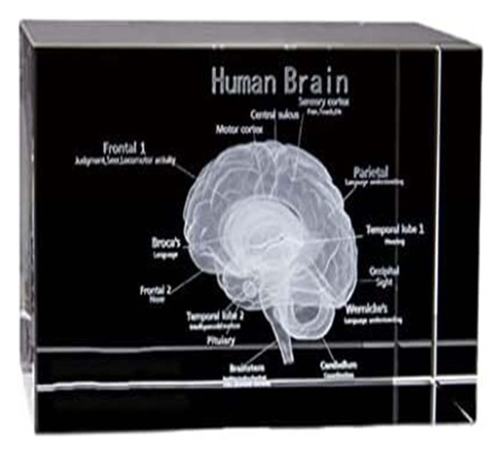 Modello anatomico, Modello 3D di Cervello Umano in Cristallo con Base LED - Strumento didattico Anatomia educativa e splendido Souvenir scientifico in cubo Vetro