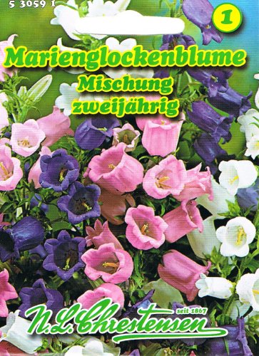 Campanula medium, Marienglockenblume für Rabatten und zum Schnitt