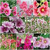 Mixed Hollyhock Seeds(100) for Planting Home Garden