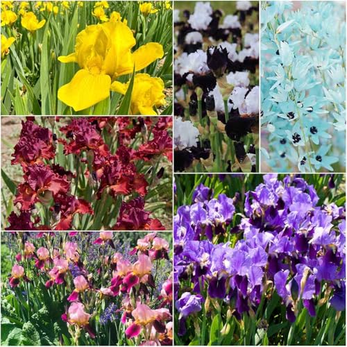 bulbos de iris - bulbos de iris resistentes al invierno para el jardín Decoración balcones: resistentes al invierno para perennes 9pcs