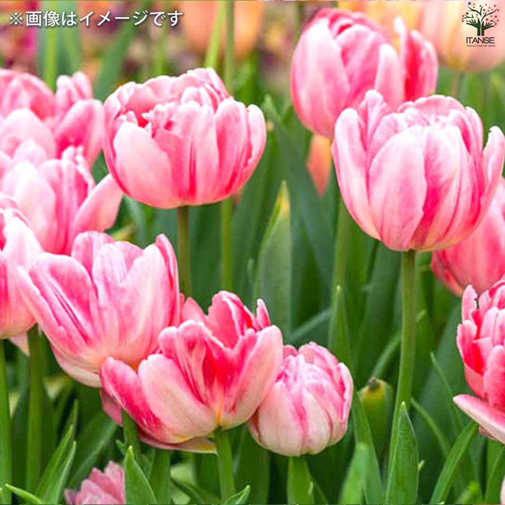 61imuMzSzkL._AC_UF1000,