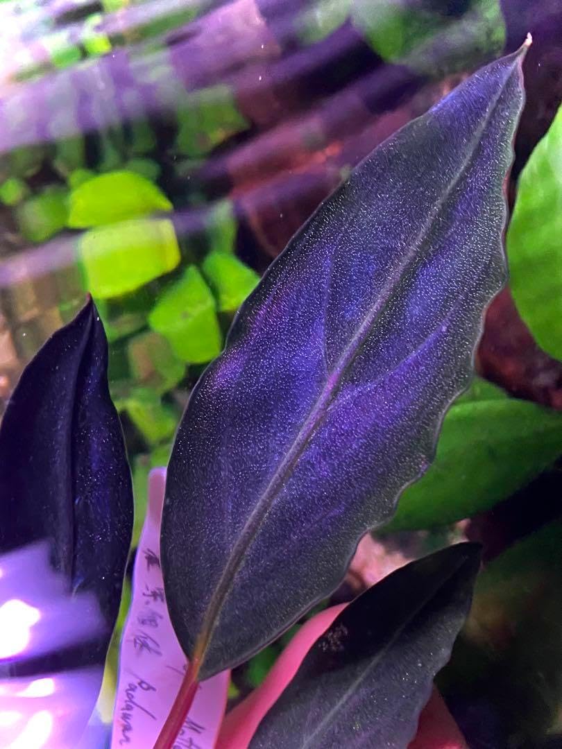 天然珊瑚サンゴ 剥製 タツノオトシゴ 貝殻 ヒトデ 2kg以上 天然珊瑚サンゴ 剥製 タツノオトシゴ 貝殻 ヒトデ 2kg以上