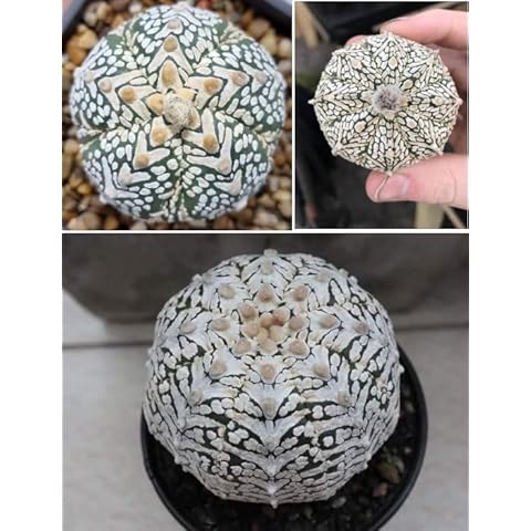 Astrophytum Asterias Superkabuto V Rare Cactus Seeds Cover