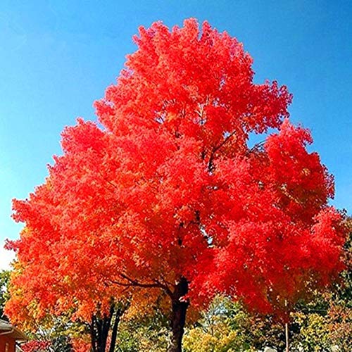 Maple Tree Seeds for Yard Gardening Plant,40Pcs American Maple Tree Seeds Fire Plant Home Garden Bonsai Yard Street Decor - Maple Tree Seeds by ZHOUBA