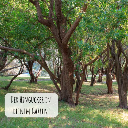 Erdbeerbaum Samen (Arbutus unedo) - Immergrüner Obstbaum mit exotischen Früchten und wunderschönen Blüten
