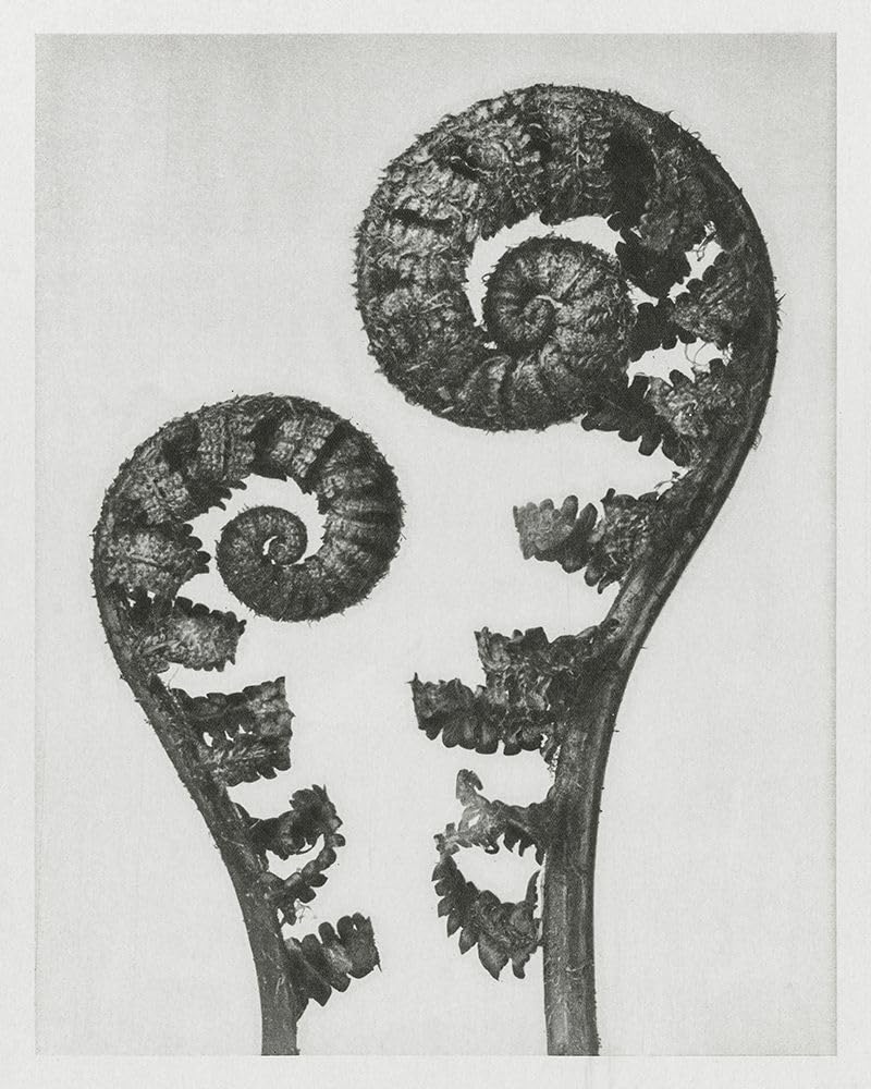 Blossfeldt paproć I plakat wydruk - Karl Blossfeldt (18 x 24)