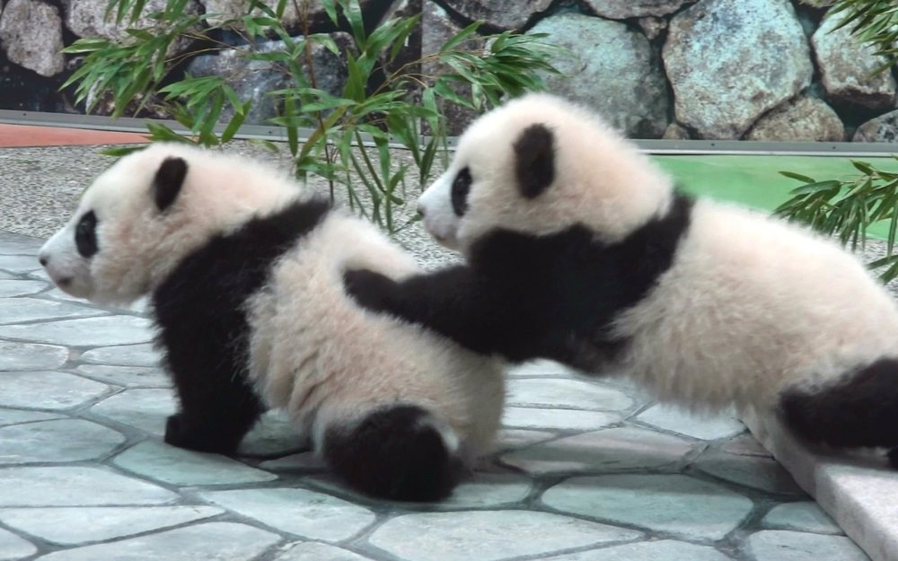 Amazon.co.jp: 絵画風 壁紙ポスター キャラクロ: パンダ