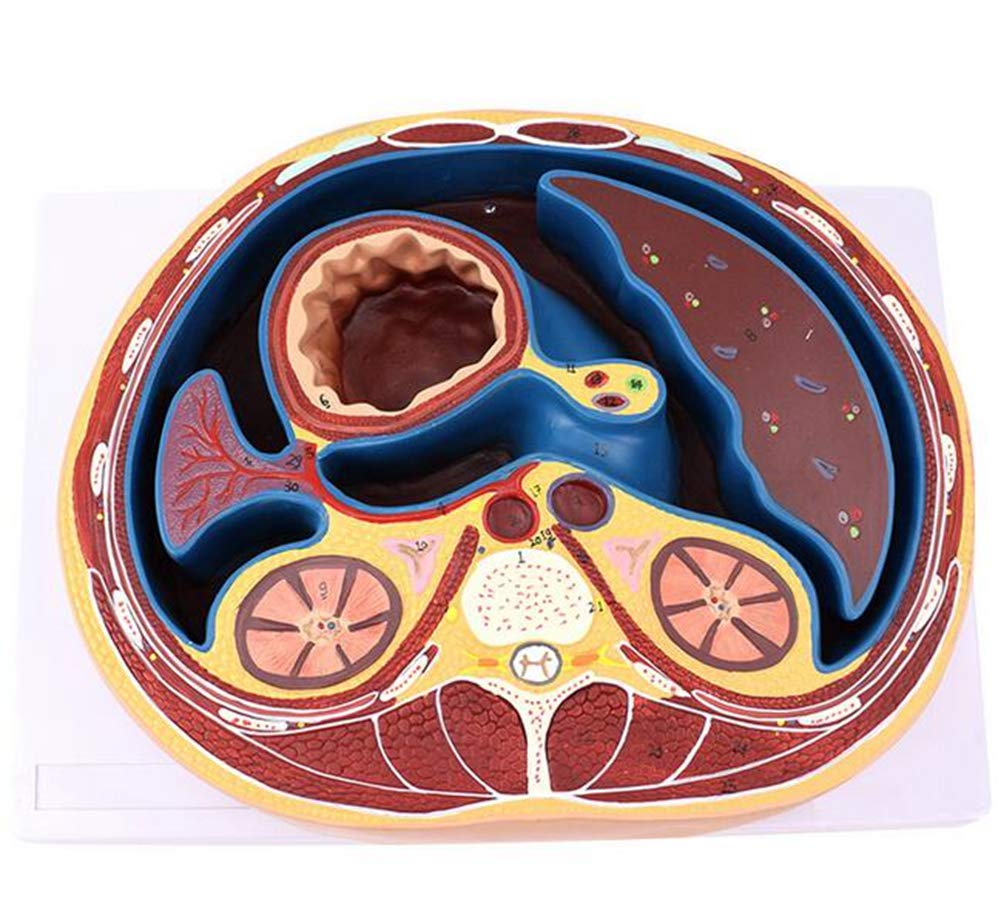 Buy Human Abdomen Cross Section Model Depicts Vital Organs And Systems