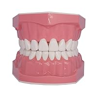 Vista 2 de Modelo de dientes dentales Typodont para cepillar hilo dental Práctica Demostración Enseñanza Estudiar 1:1 Tamaño estándar