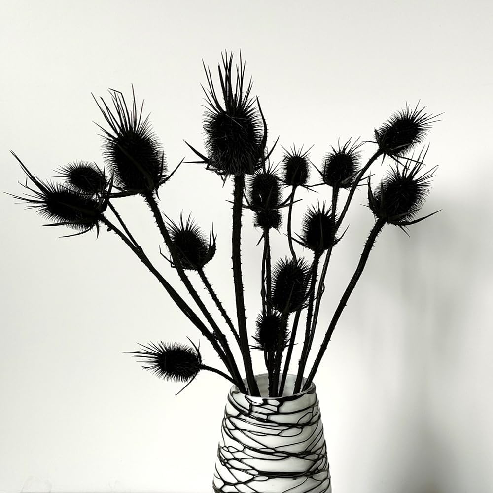 Dongarts Black Dried Thistle Flowers Bouquet, 17" Preserved Echinops Globe Flower For Wedding, Boho Party, Home Decor, Table Center, Bleached Thistle Bundle (Black)