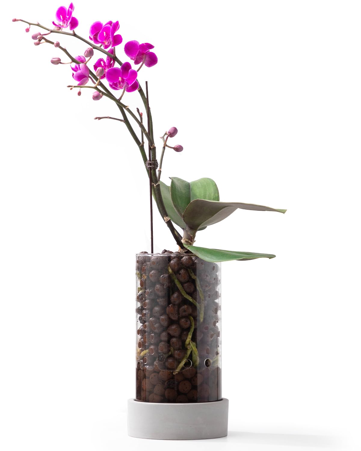 Amazon.com: Fayoula Glass Orchid Pot, 4 inch Clear Orchid Pot with Holes  for Repotting, Visual, Well-Ventilated, Providing a Stable and Healthy  Growth Environment for Plants : Patio, Lawn & Garden