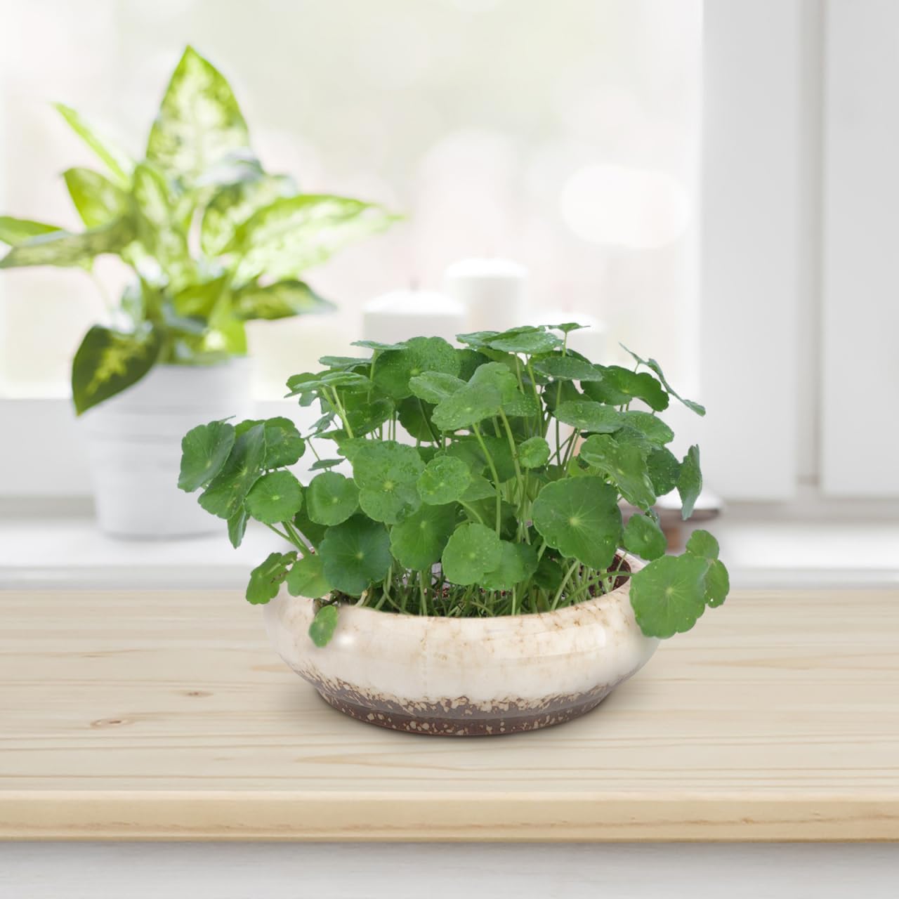 BESPORTBLE 1 Stück Keramik-Blumentopf – Dekorativer Runder Glasiert Mini-Pflanzkübel für Hydroponik, Sukkulenten, Bonsai und Tischdekoration