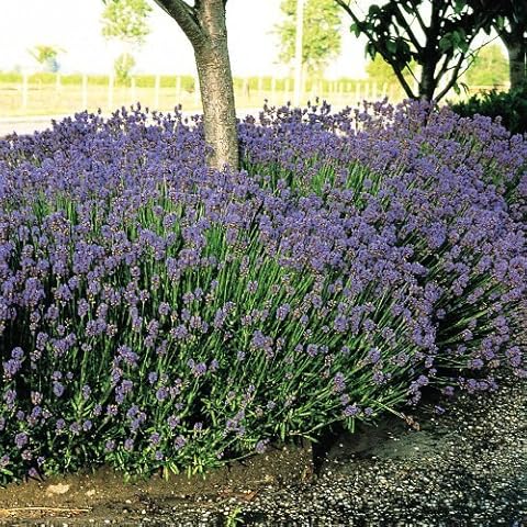 6X Lavender Hidcote Well Established Plants in 9cm Pots Cover