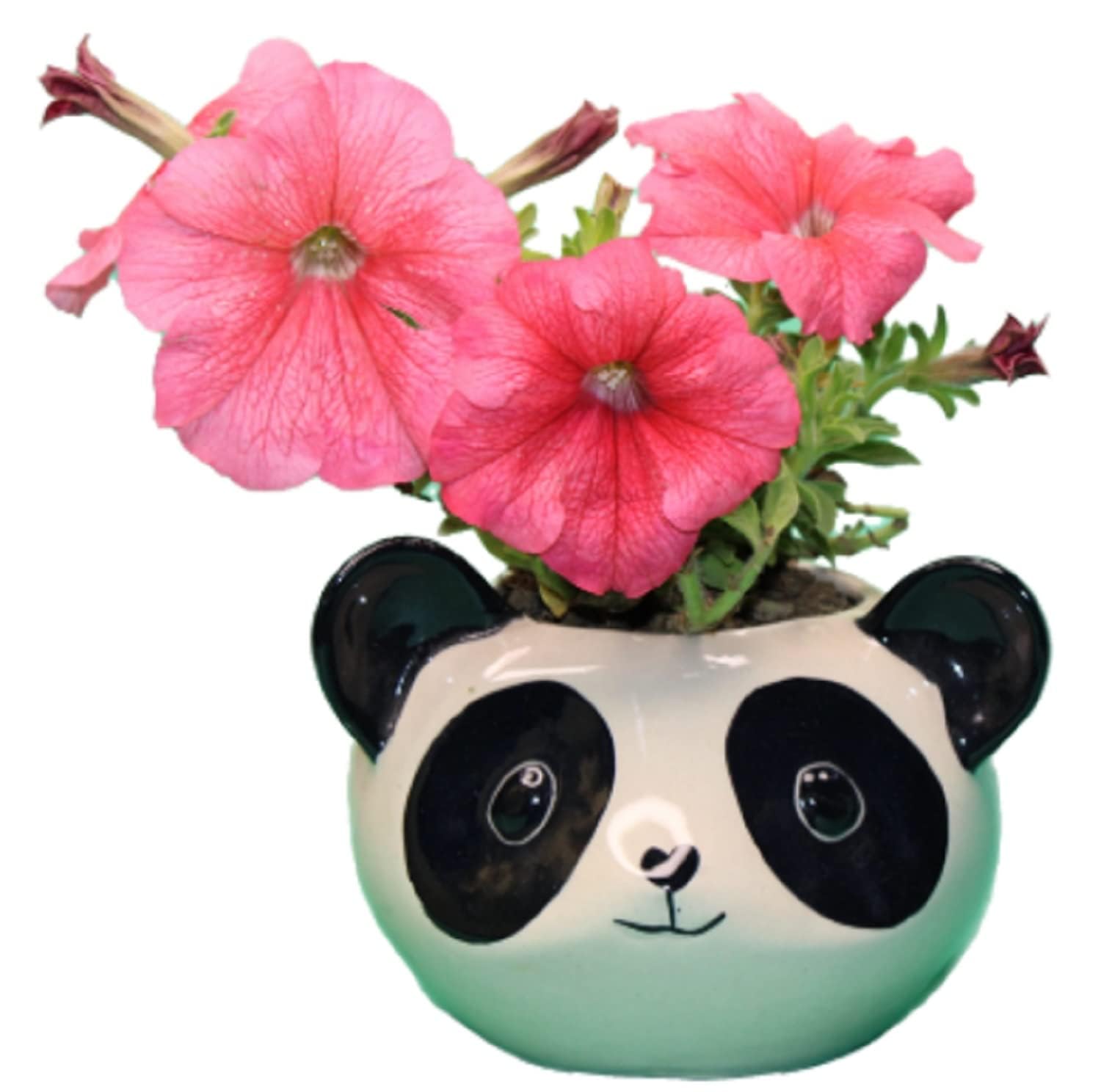 See full amazon price history chart for sushiel Ceramics Big Planter Pot Indoor Outdoor Gamla for Plants Flowers Herbs Bonsai Cacti Fern Succulent Handmade Size 15 x 15 x 10 Cms Heavy 550 GMS Cream Big Panda sushiel Ceramics Big Planter Pot Indoor Outdoor Gamla for Plants Flowers Herbs Bonsai Cacti Fern Succulent Handmade Size 15 x 15 x 10 Cms Heavy 550 GMS Cream Big Panda (B0CSPFZQ7M) Amazon Price History, Amazon Price Tracker