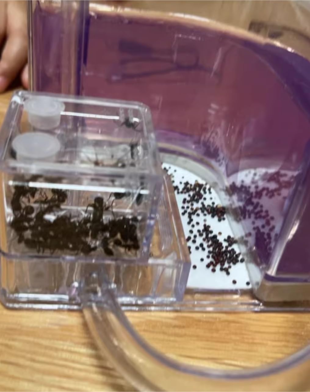 Formicarium Hormiga Ant Castle Studio Habitat, Granja De Hormigas, Kit Educación Y Ciencia Aprendizaje, Nido para Granja Hormigas(Yellow)
