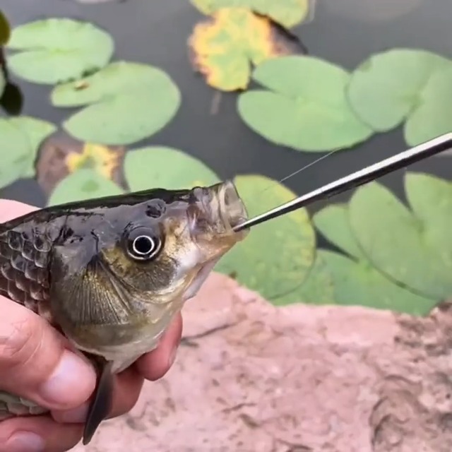 best value carp fishing reels Budget Carp Reels Which Are Actually Good