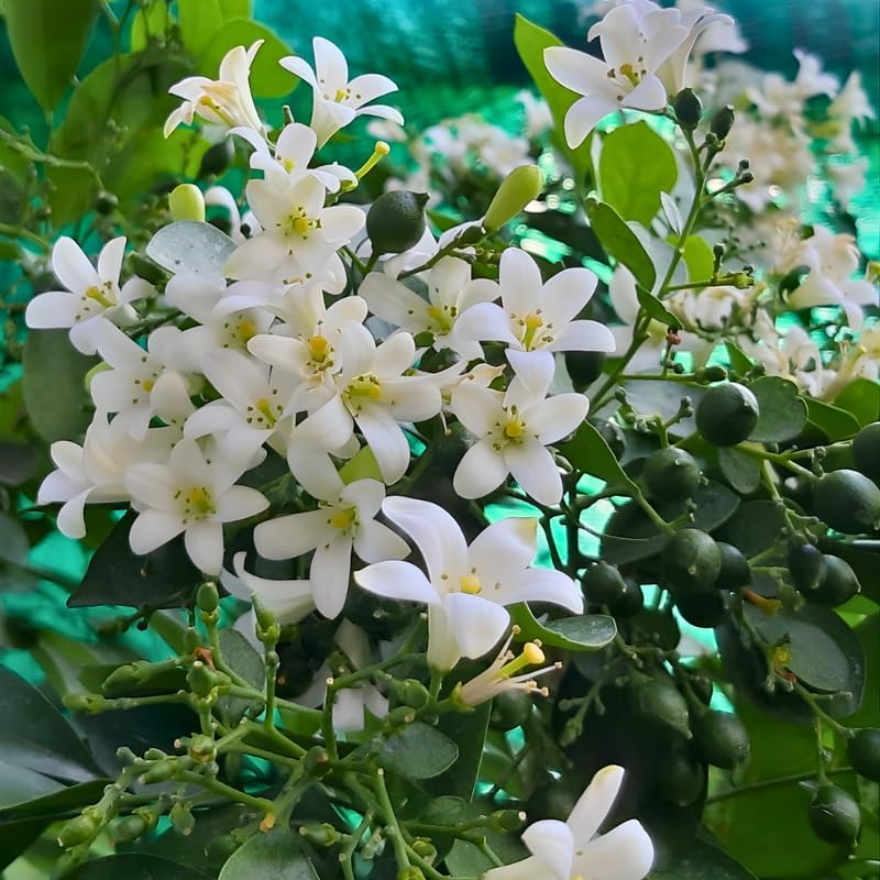 Orange Jasmine Plant Live | Jasmine Tree Live Plant in 3 Gallon Pot, 30–36 Inch Tall | Easy to Grow Flowering Jasmine for Outdoor Gardens, Hedges & Landscape Use | No Ship to CA,HI,AK