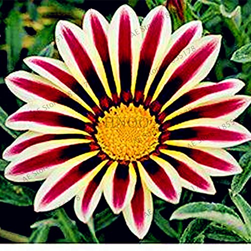 Graines de fleurs rares Gazania Rigens Graines Maison Balcon Jardin Bonsaï Ornemental Splendens Chrysanthème Paquet de 500 graines
