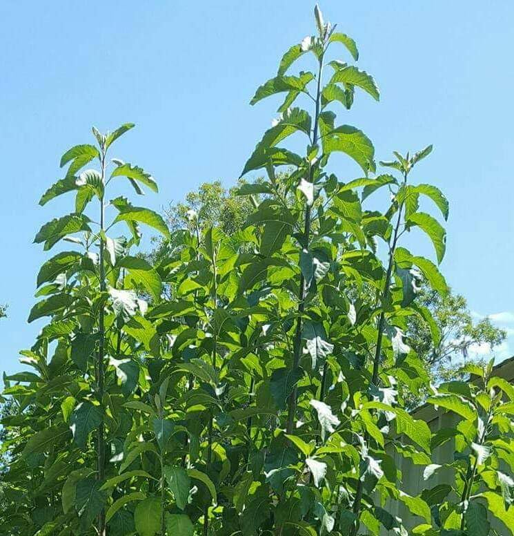 grow your own plant kit Gifts That Bloom Sunflowergc Gigantic Sunflower Garden Grocan