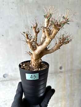 61io0585BbL._AC_UF350,