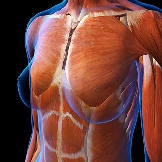 Posterazzi PSTHAG700064H Three Quarter View of Female Chest Muscles, x-ray Style Photo Print, 11 x 17, Multi