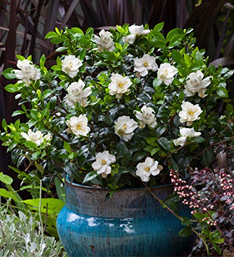 Jubilation Gardenia (2 Gallon) Flowering Evergreen Shrub With Fragrant White Blooms - Full Sun To Part Shade Live Outdoor Plant/Bush - Southern Living Plants #TOP4
