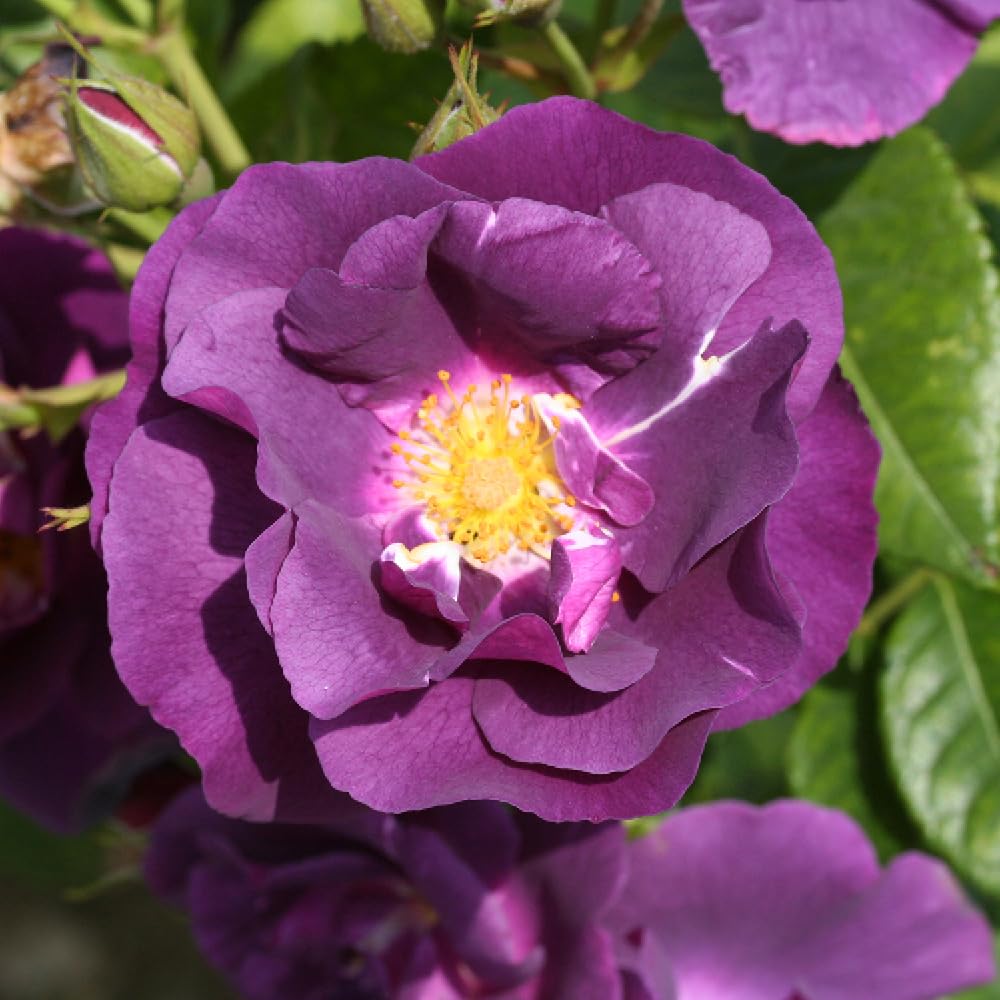 YouGarden Rose 'Rhapsody in Blue', Established Plant in 4L Pot, Ready to Plant
