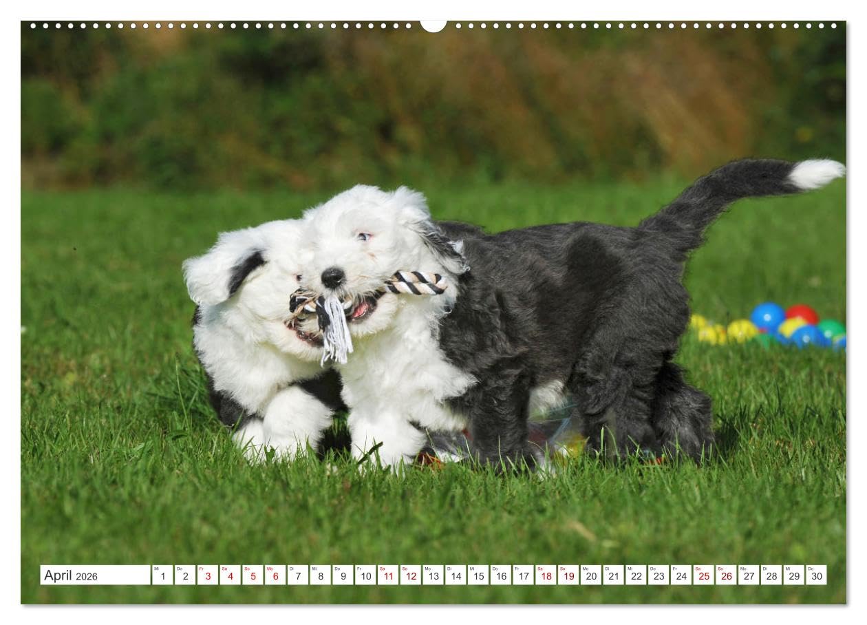 In der Kinderstube bei Familie Bobtail (Wandkalender 2026 DIN A2 quer), CALVENDO Monatskalender: Einblicke in die Bobtail-Kinderstube auf 12 bezaubernden Bildern (CALVENDO Tiere)