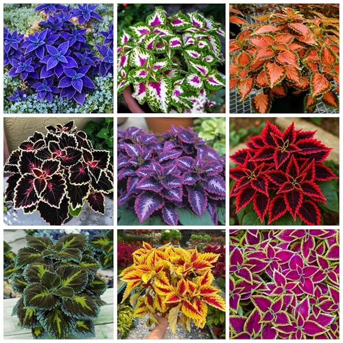 150+ Rainbow Color Coleus Seeds for Planting - Mix Color Coleus Seeds - Non-GMO Heirloom Beautiful Flowers to Plant Indoors or Outdoors