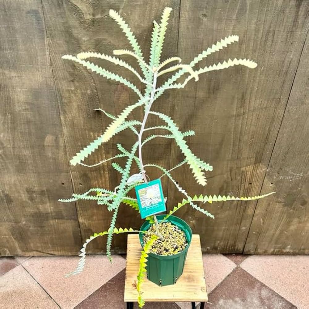よ*い様 バンクシア・フォルモサ Banksia formosa 苗 バンクシア