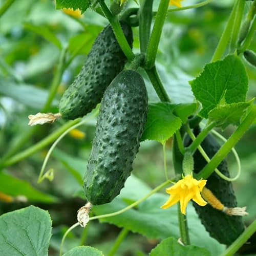 Pack of 2 Marketmore Cucumber Plants, 4 Inch Pot, Cucumber