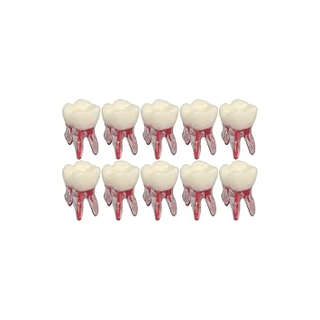 10Pcs Dental Typodont RCT Teeth Model Root Canal Pulp Cavity Endodontic Practice Study Teach M8007-26#
