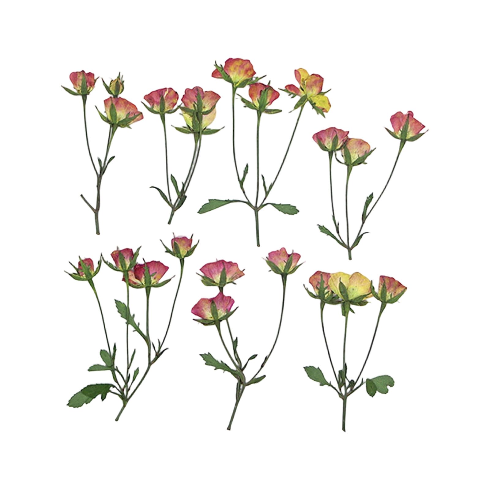 JSGHGDF Of 36 Pressed Flower Branches Realistic Plant Specimens for Wedding Party and Home Decoration Condensed Flower Specimens