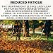 Lazy-Leaf - Leaf Blower and Vacuum - Powerful Corded Leaves Collector for Clear Gardens, Patios, Gutters, Driveways & More - Lightweight, 10m Cable with Shoulder Strap, 35L Zipped Bag and Wheels