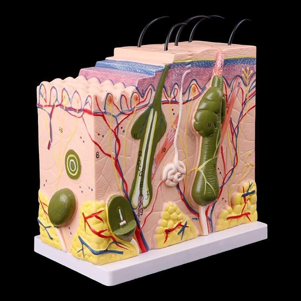 WREEE Study Model Scientific Research Abicial Human Skin Model Human Skin Tissue Model 50X Enlarged with 25 Marks Teaching Model/Human Organ Model