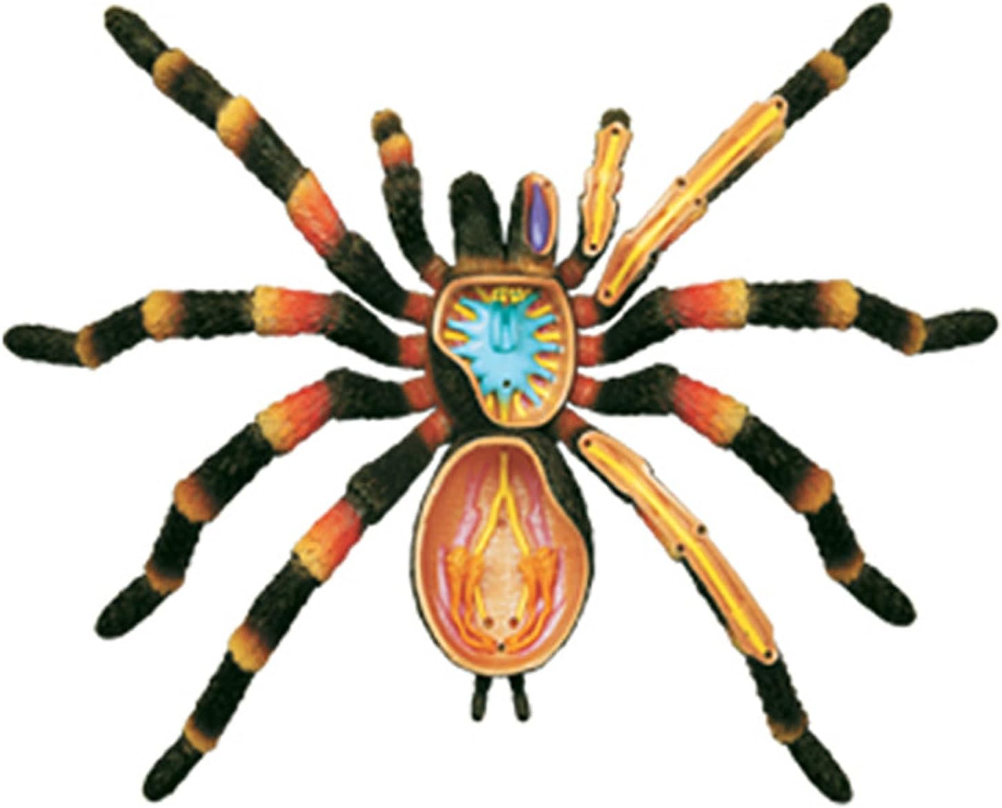 4D Vision Spider Anatomy Models - Removable 33 Parts Organs and Body Parts Medical Teaching Model - for Study Diaplay Teaching,Animal Anatomical Model