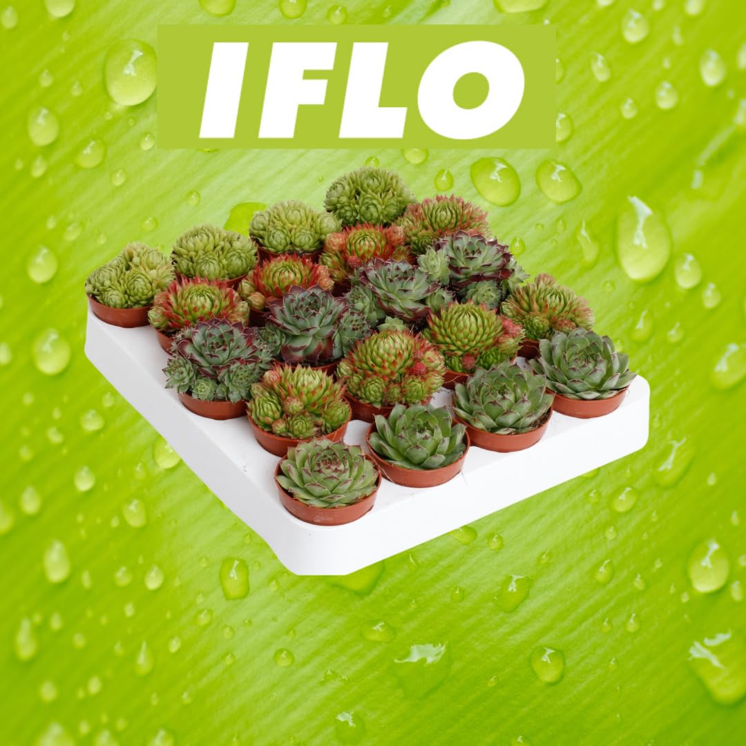 IFLO® Sempervivum Sukkulenten Set – Winterharte pflegeleichte Hauswurz für Garten & Zimmer, vielseitig, frostfest, im Topf vorgezogen, 60 Pflanzen Mischung