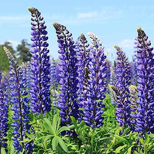 Lupine Zaden, 30 Stks/zak Bloemzaden Jaarlijkse Levendige Georgische Uitstekende Producerende Blauwe Lupinus Texensis… - Afbeelding 3